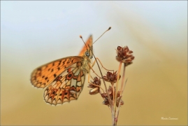 <p>PERLEŤOVEC DVANÁCTITEČNÝ (Boloria selene) ---- /Small pearl-bordered fritillary - Braunfleckiger Perlmutterfalter/</p>